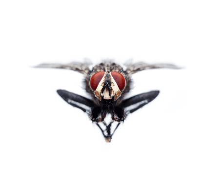 Mouche qui vole