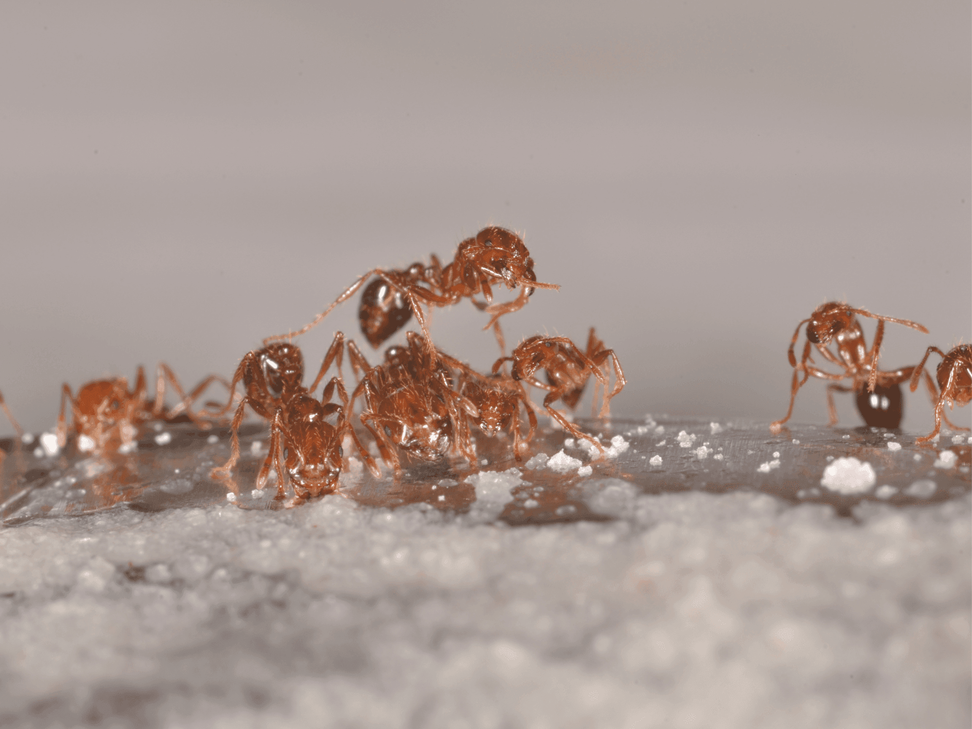 Rassemblement des fourmis sur le borax