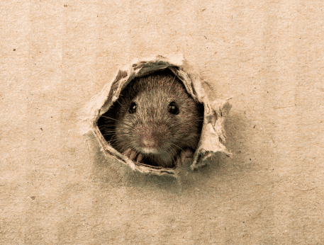 Souris qui sort d’un trou