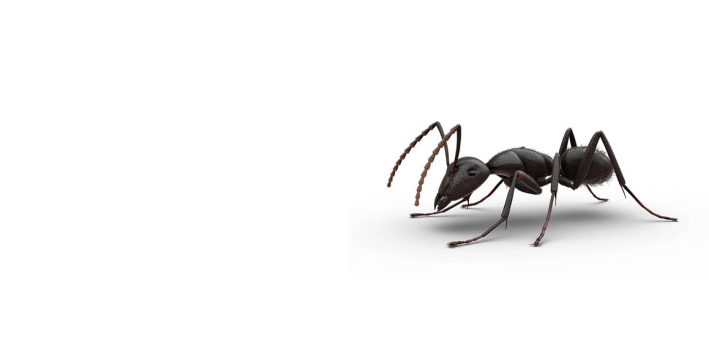 Fourmis charpentière sur fond blanc