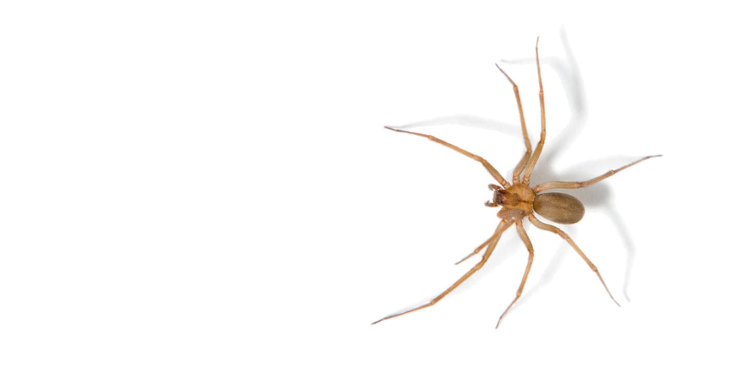 Araignée sur fond blanc