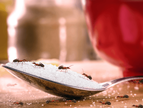 fourmis et sucre