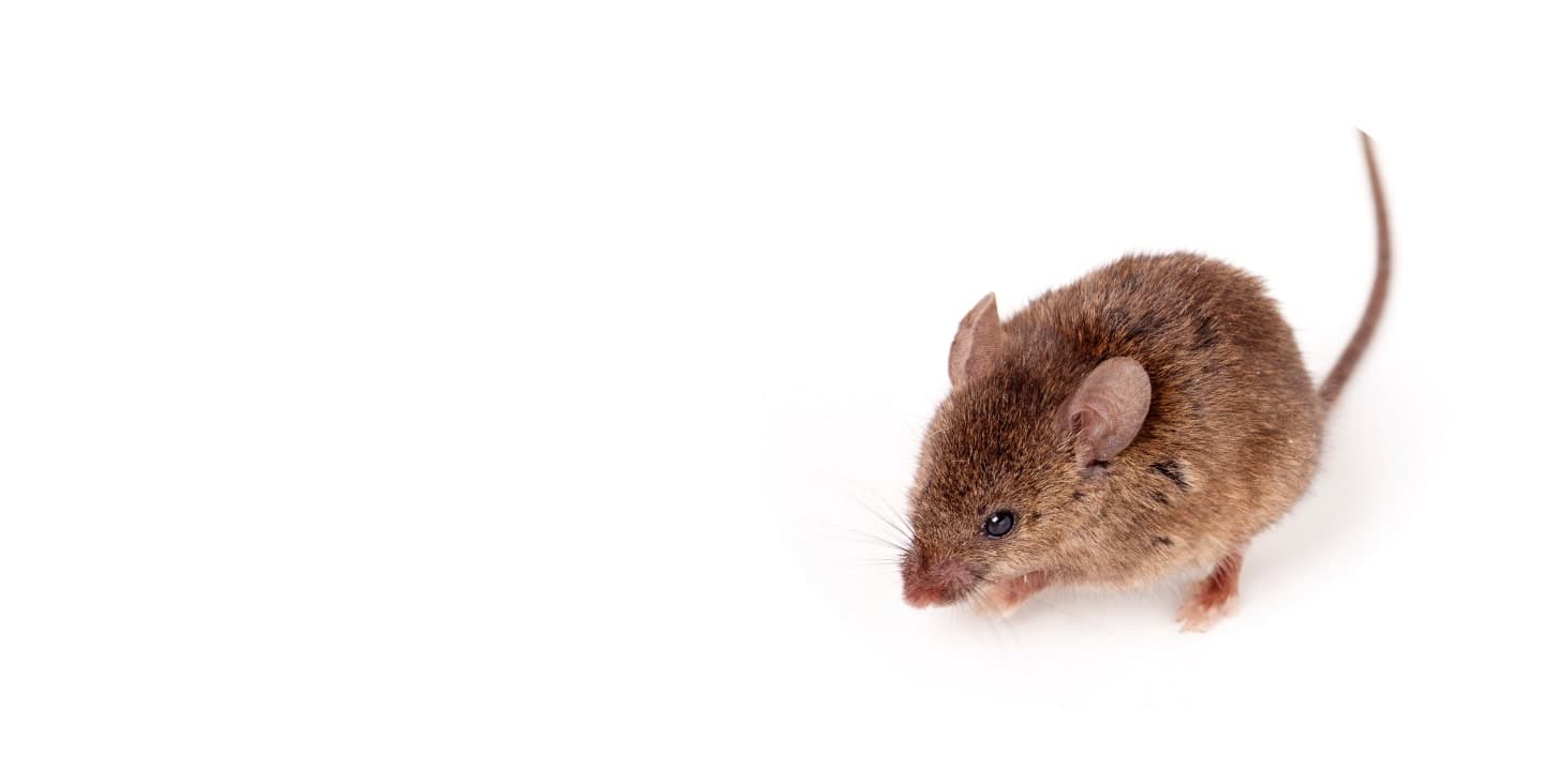 Souris sur fond blanc