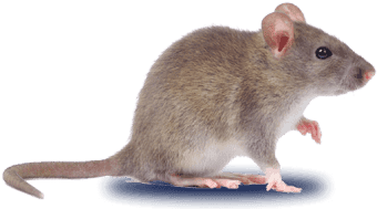 Souris sur fond transparent