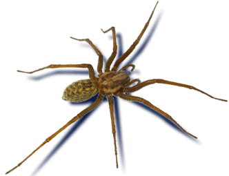 Araignée sur fond transparent