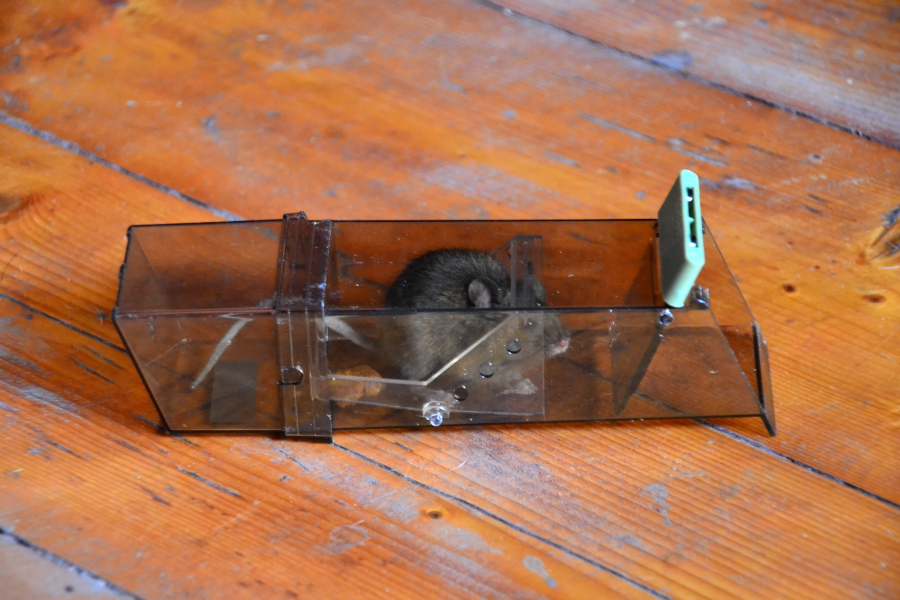 piège à souris