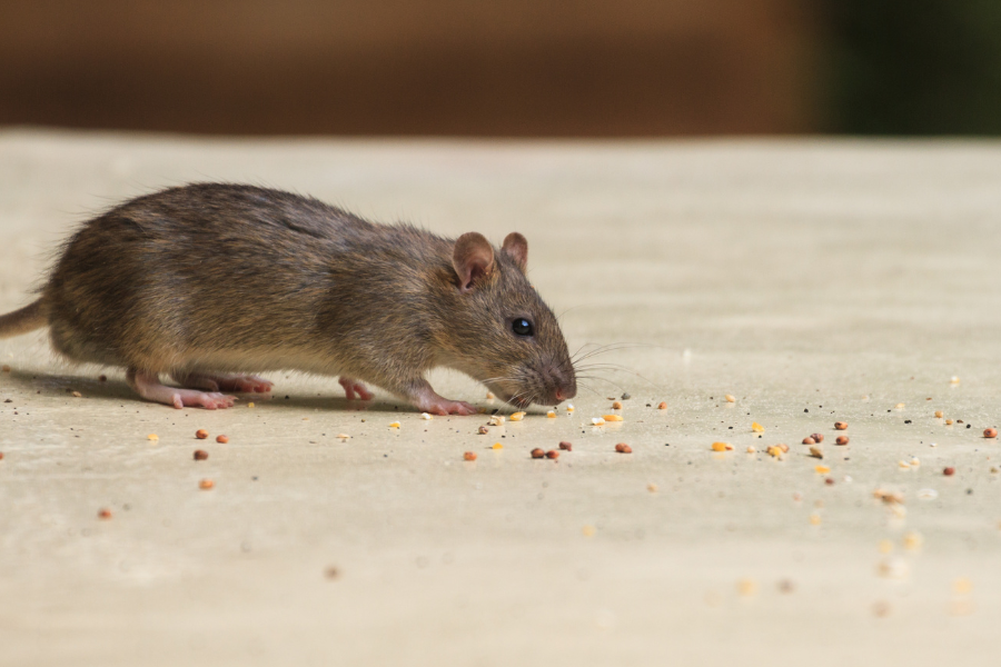 souris