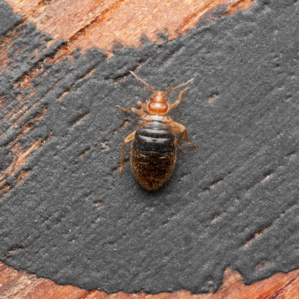 bed bugs