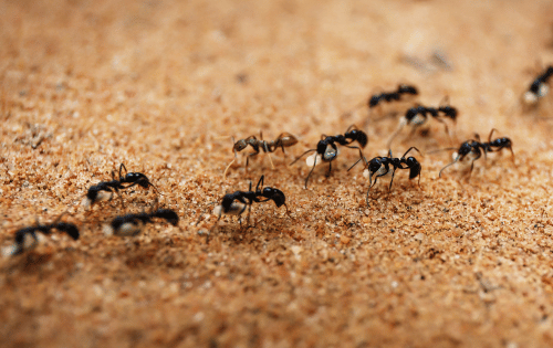 Colonies de fourmis