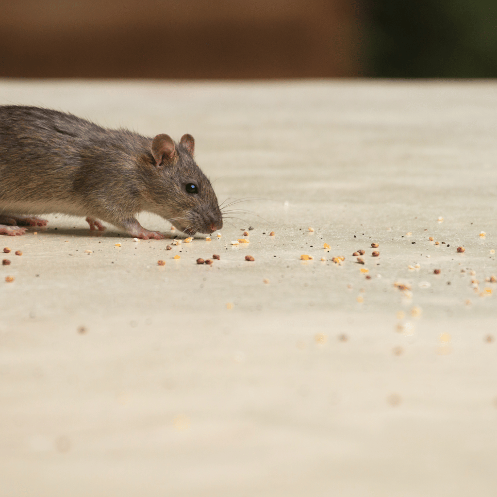 Comment reconnaître les crottes de souris dans une maison ou un commerce 2