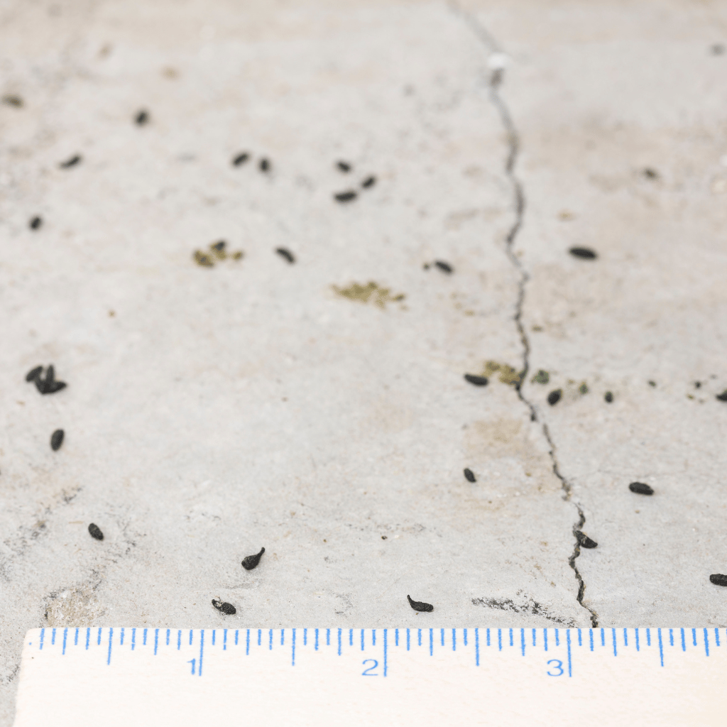 Comment reconnaître les crottes de souris dans une maison ou un commerce