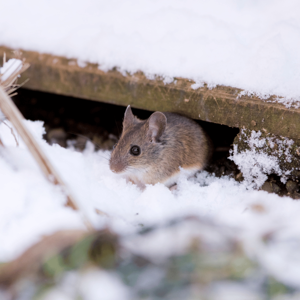 Comment sceller une maison efficacement contre les rongeurs avant l’hiver 3