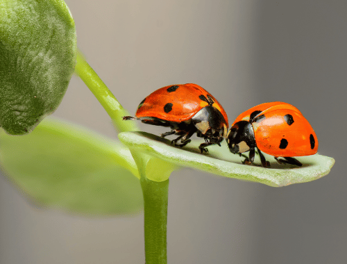 Comment se débarrasser des coccinelles asiatiques dans la maison