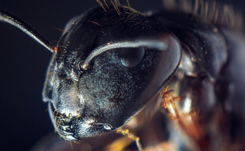 Telling carpenter ants and black ants apart