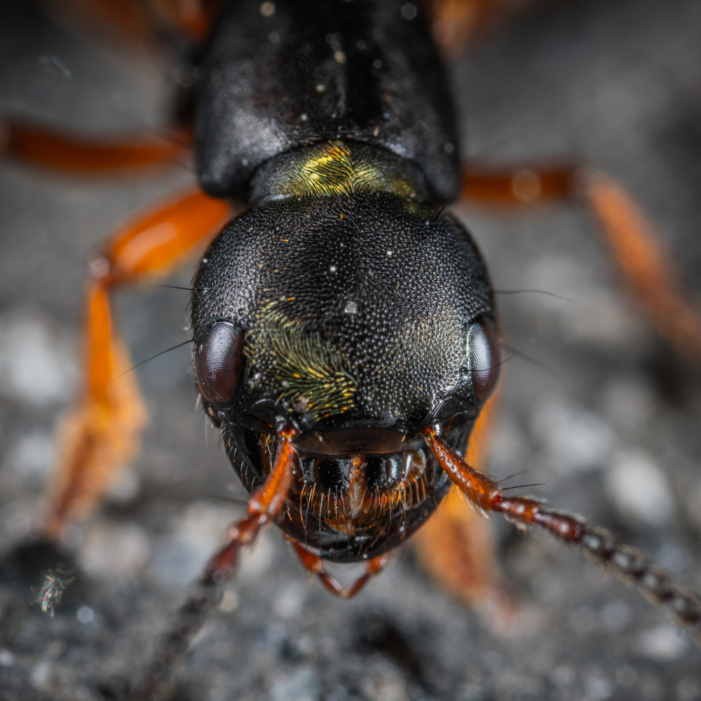 Fourmis charpentières