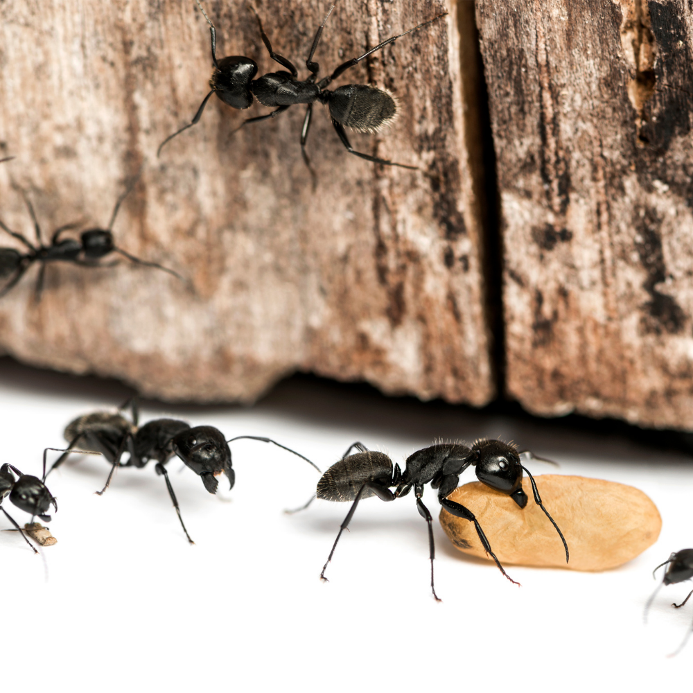 Fourmis charpentières