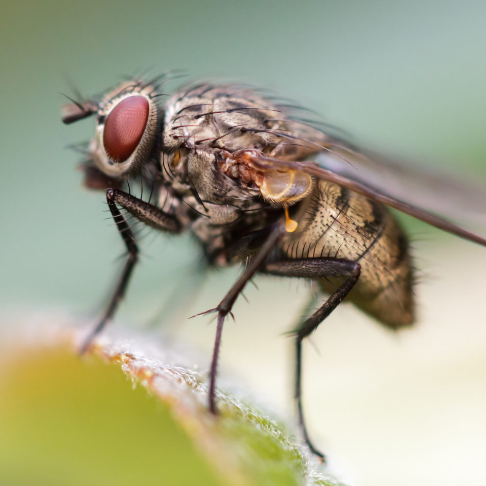mouche a fruit