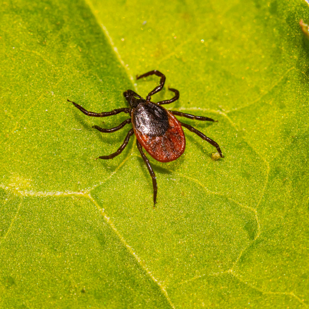 Tick