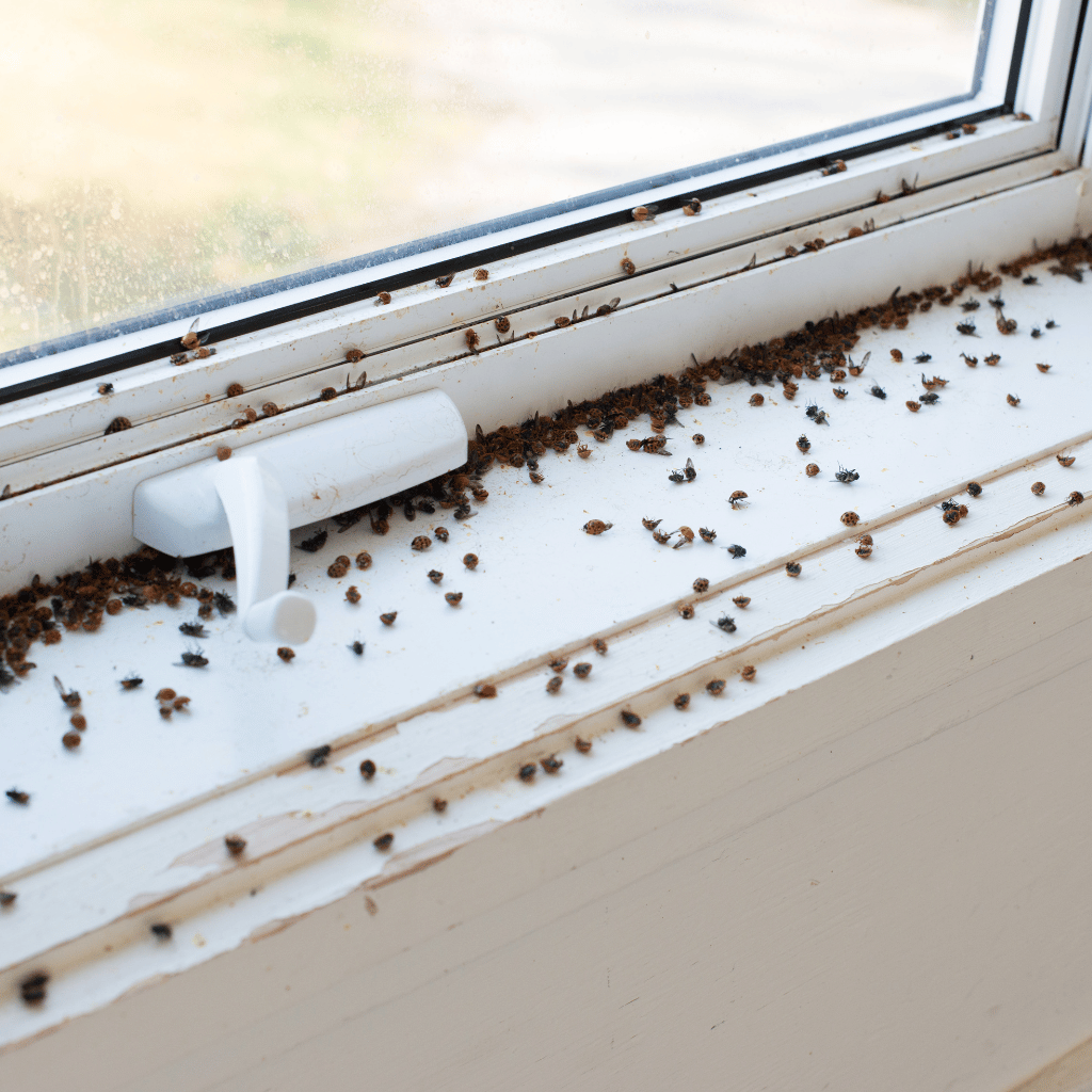 Invasion de coccinelles asiatiques dans une maison au Québec