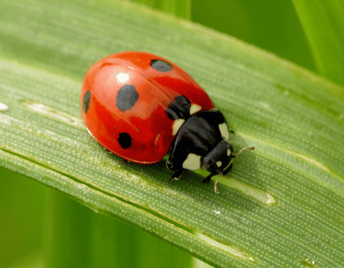 Qu’est-ce que la coccinelle asiatique