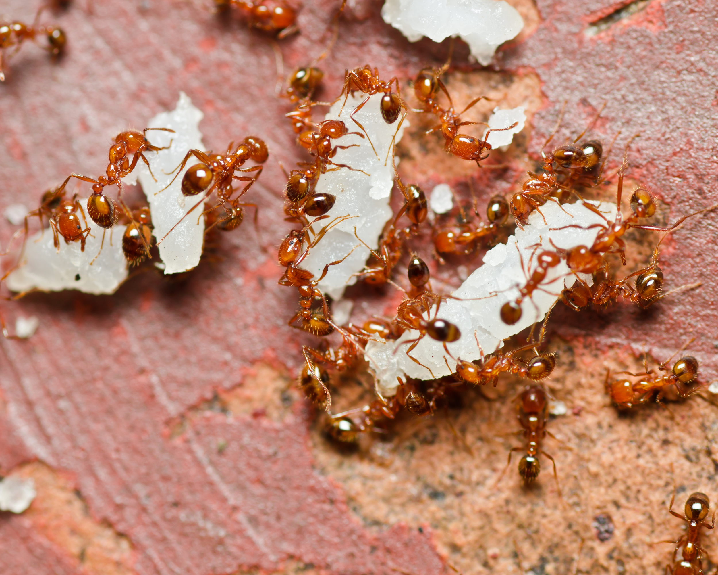 controle des fourmis par borax