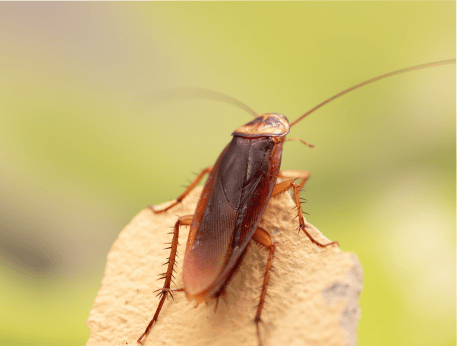 Coquerelle américaine — Periplaneta americana