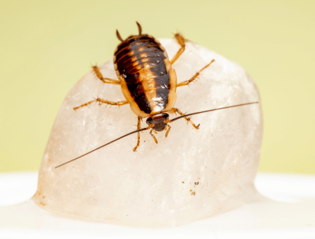 Coquerelle germanique — Blattella germanica