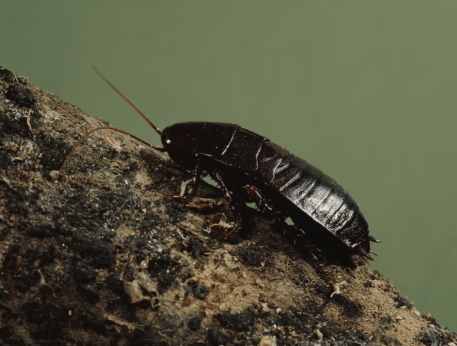 Coquerelle orientale — Blatta orientalis