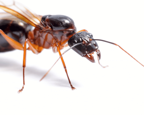 Carpenter ant in Quebec