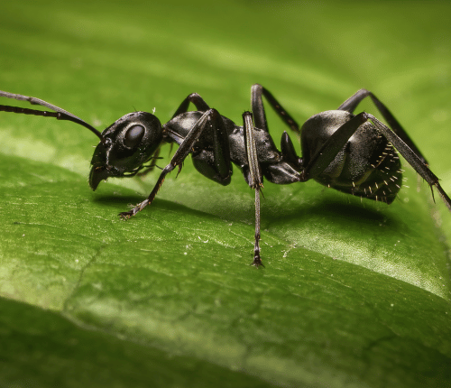 Common black ants in Quebec