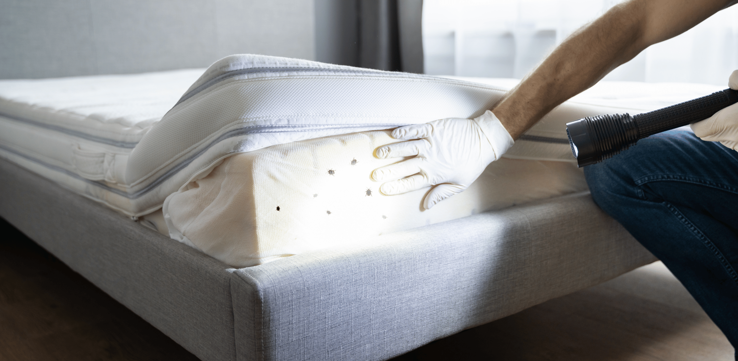 Bed bug encasement to protect your mattress