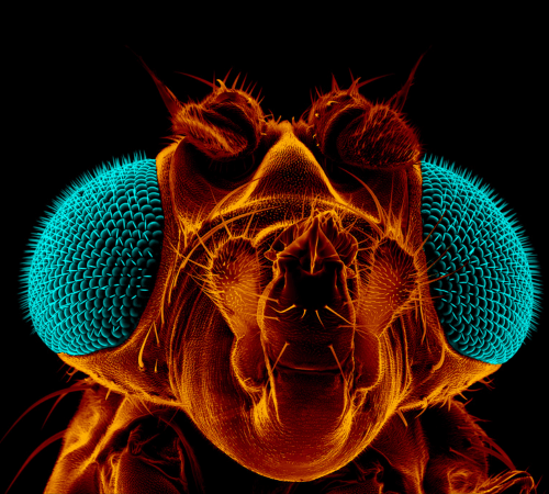 mouche a fruit