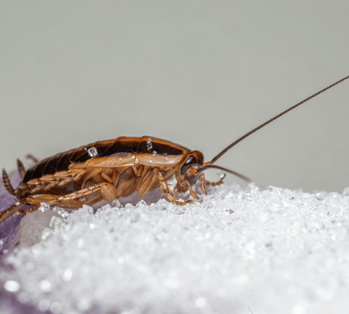 pièges avec appâts insecticides