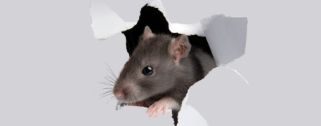 souris dans un trou