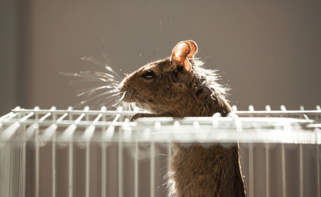 souris dans une cage en métal